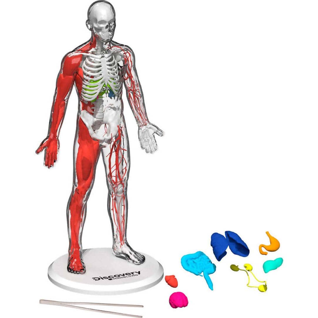 Discovery -  Mindblown 3d Human Anatomy 28-piece Biology Model