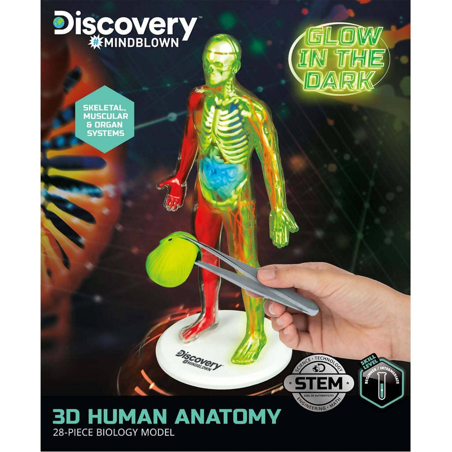 Discovery -  Mindblown 3d Human Anatomy 28-piece Biology Model