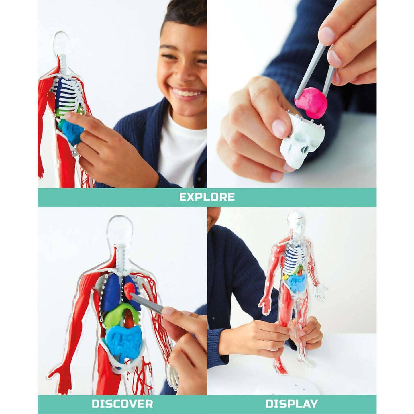 Discovery -  Mindblown 3d Human Anatomy 28-piece Biology Model