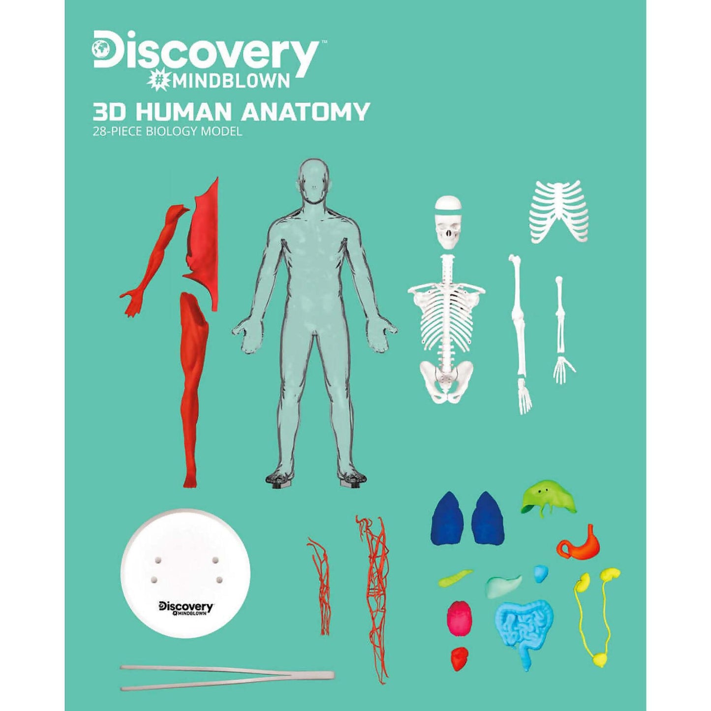 Discovery -  Mindblown 3d Human Anatomy 28-piece Biology Model