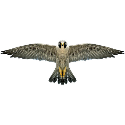 Brookite - Peregrine Falcon Fun Kite