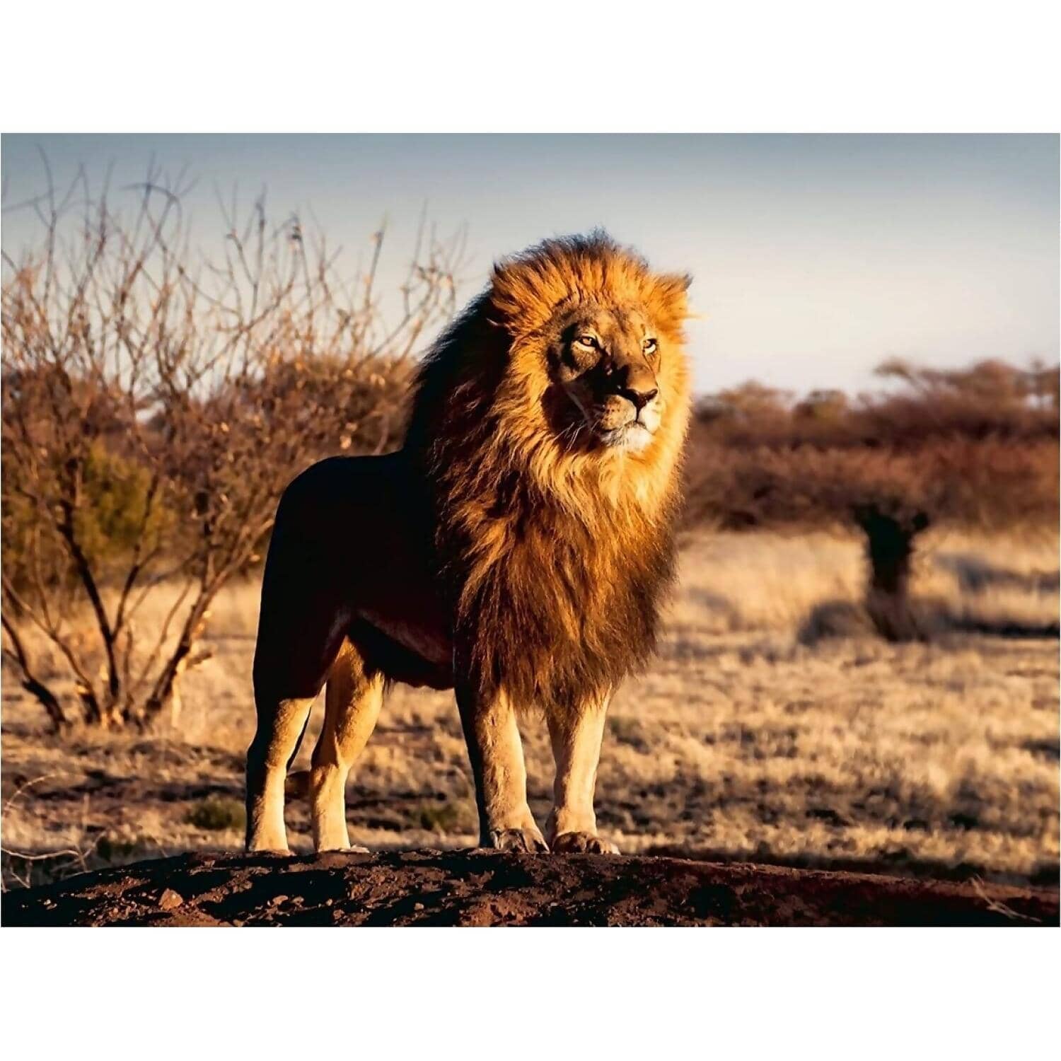Ravensburger - The Lion King Of The Beasts Jigsaw Puzzle 1500 Pieces - Image 2