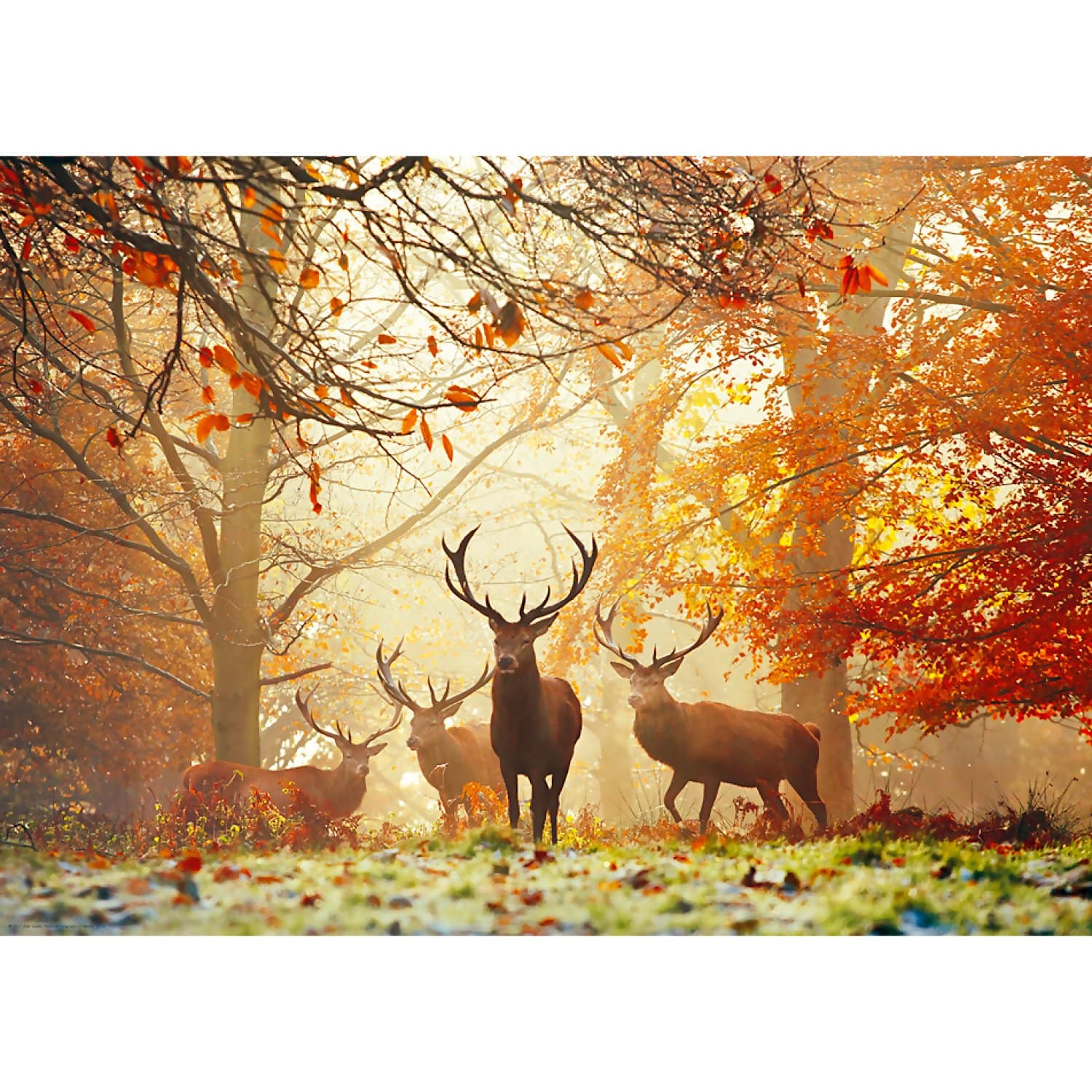 Heye - Magic Forests Stags Jigsaw Puzzle 1000 Pieces - Image 2