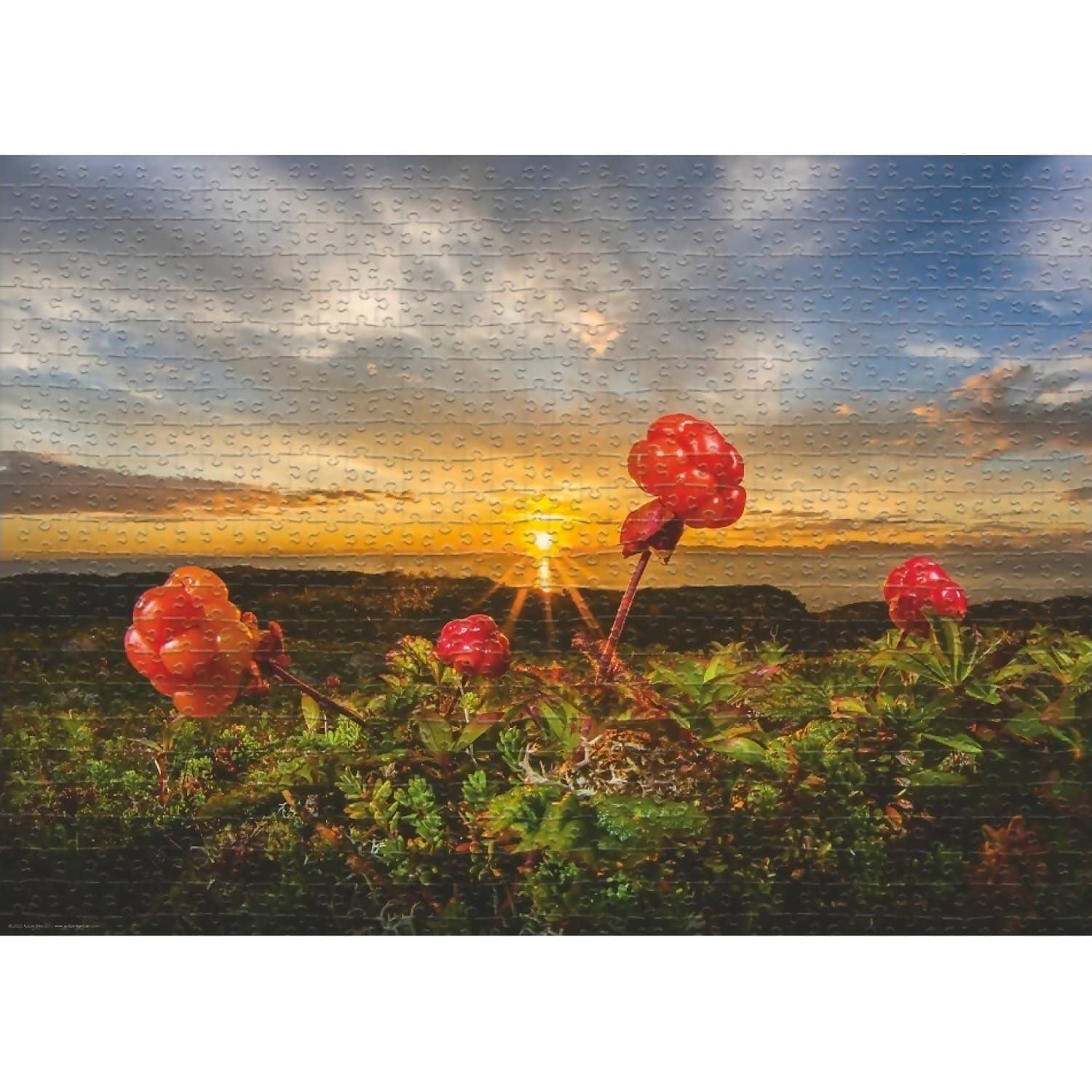 Heye - Von Humboldt Cloudberries By Jigsaw Puzzle 1000 Pieces - Image 2