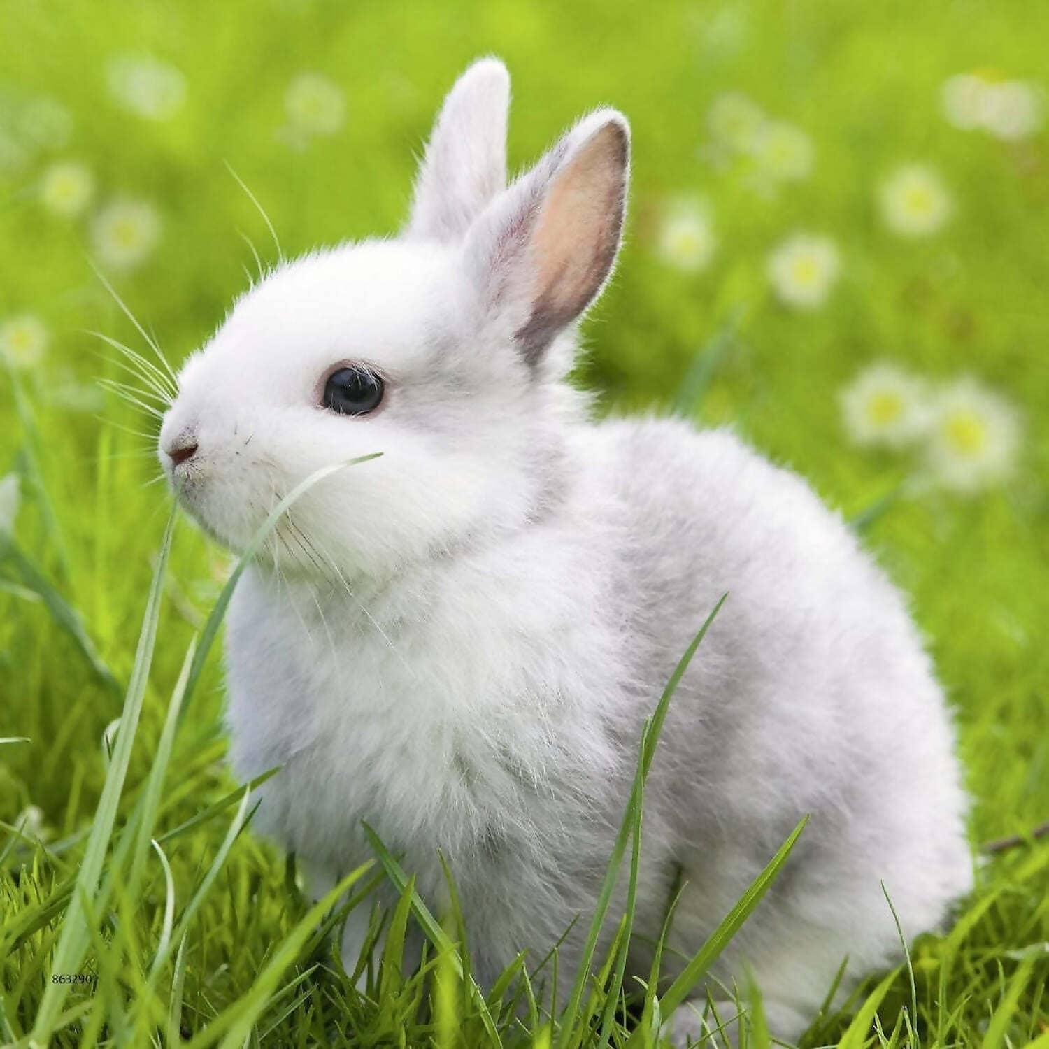 Ravensburger - Cute Bunnies Jigsaw Puzzle 3x49 Pieces - Image 2