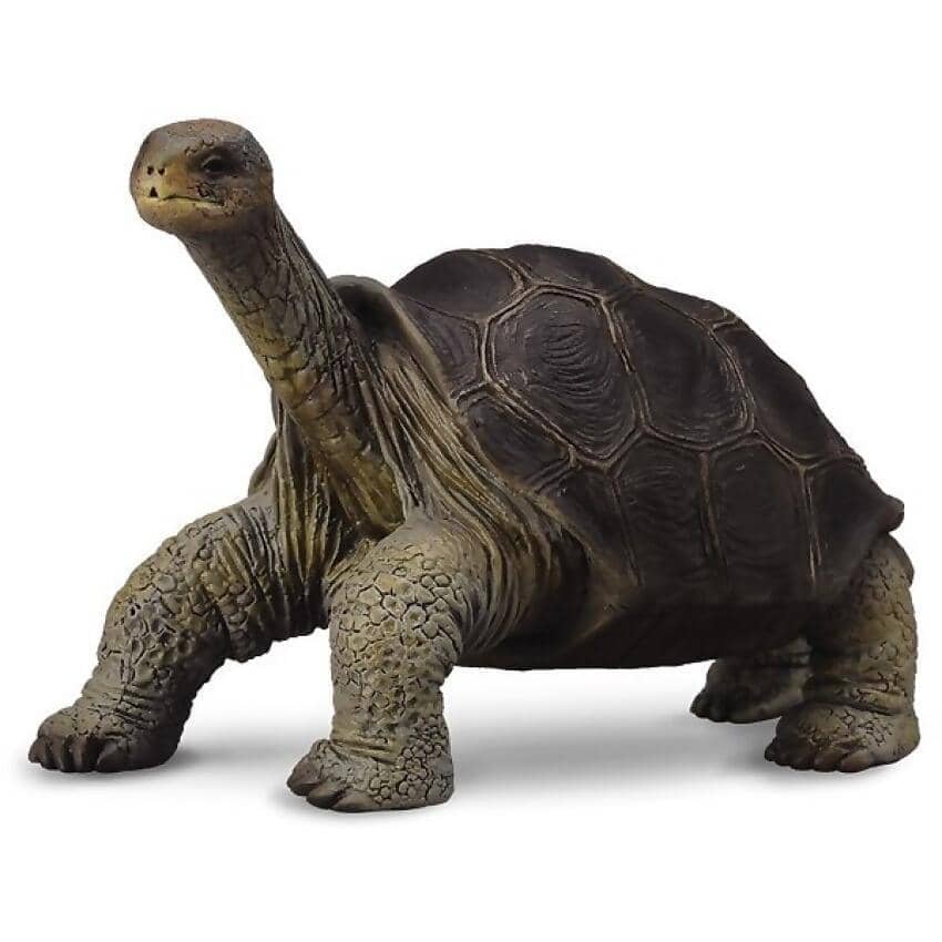 CollectA - Tortoise Pinta Island Tortoise Figurine