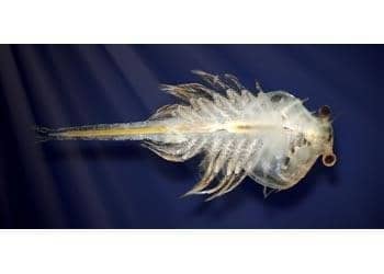 Aqua Dragons Jurassic Time Travel Eggspress - Image 2