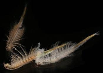 Aqua Dragons Jurassic Time Travel Eggspress - Image 3